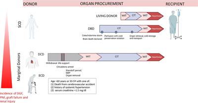 Renal Delivery of Pharmacologic Agents During Machine Perfusion to Prevent Ischaemia-Reperfusion Injury: From Murine Model to Clinical Trials